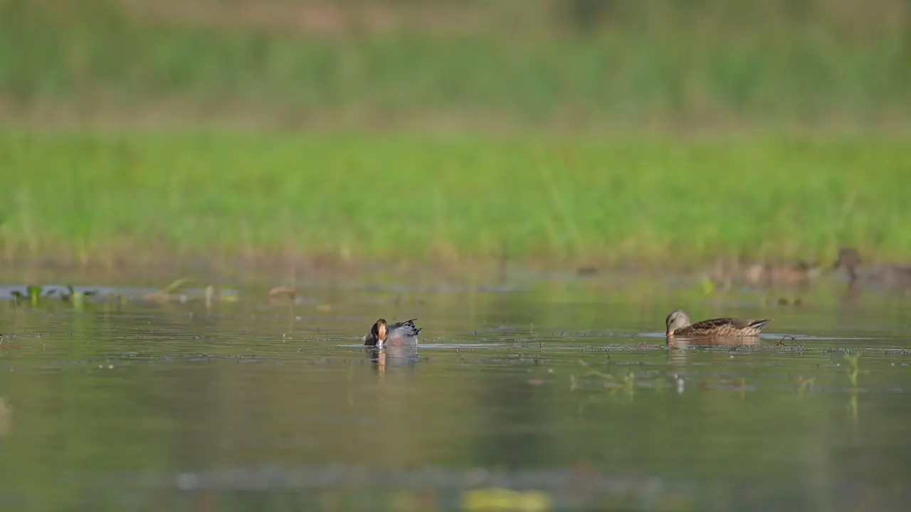 The Eurasian wigeon ducks in wetland