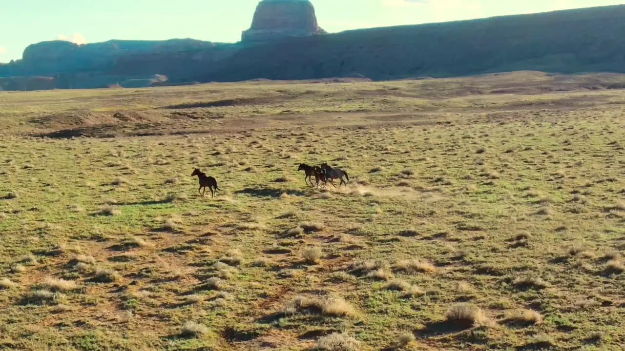 Drone flight view of wild horses in Arizona's wildlands