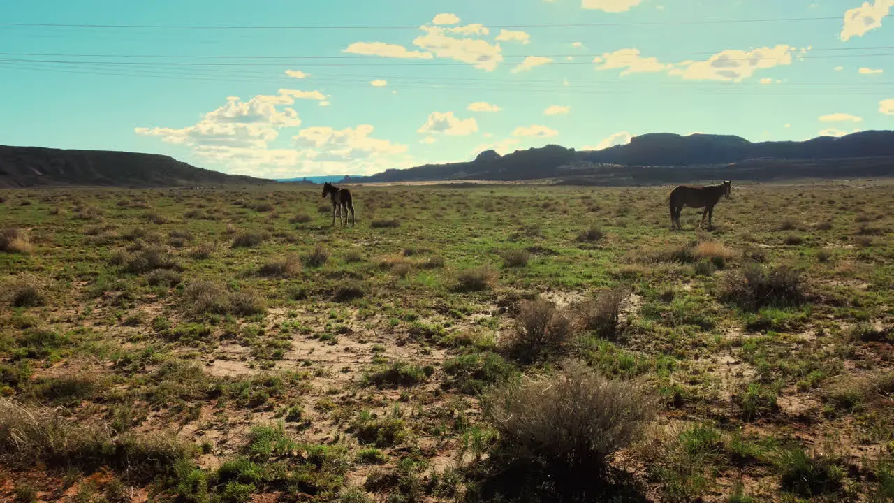 Arizona's Wild Horses captured from a distance