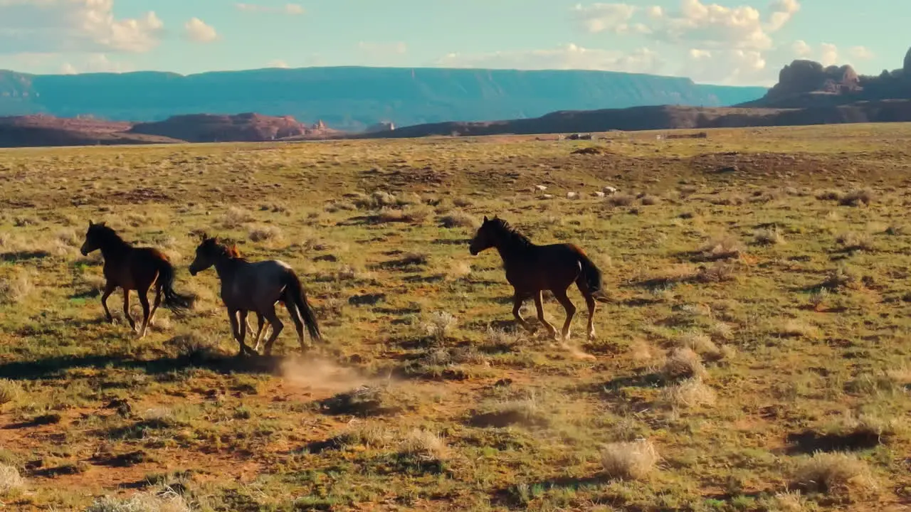 Wild horses in Arizona A bird's eye view