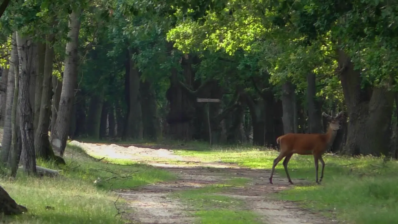 Young Deer passing a clearing in the forest