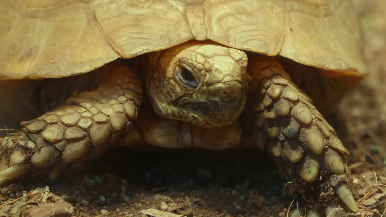 Close-up of African spurred tortoise  also called the sulcata tortoise is an endangered species