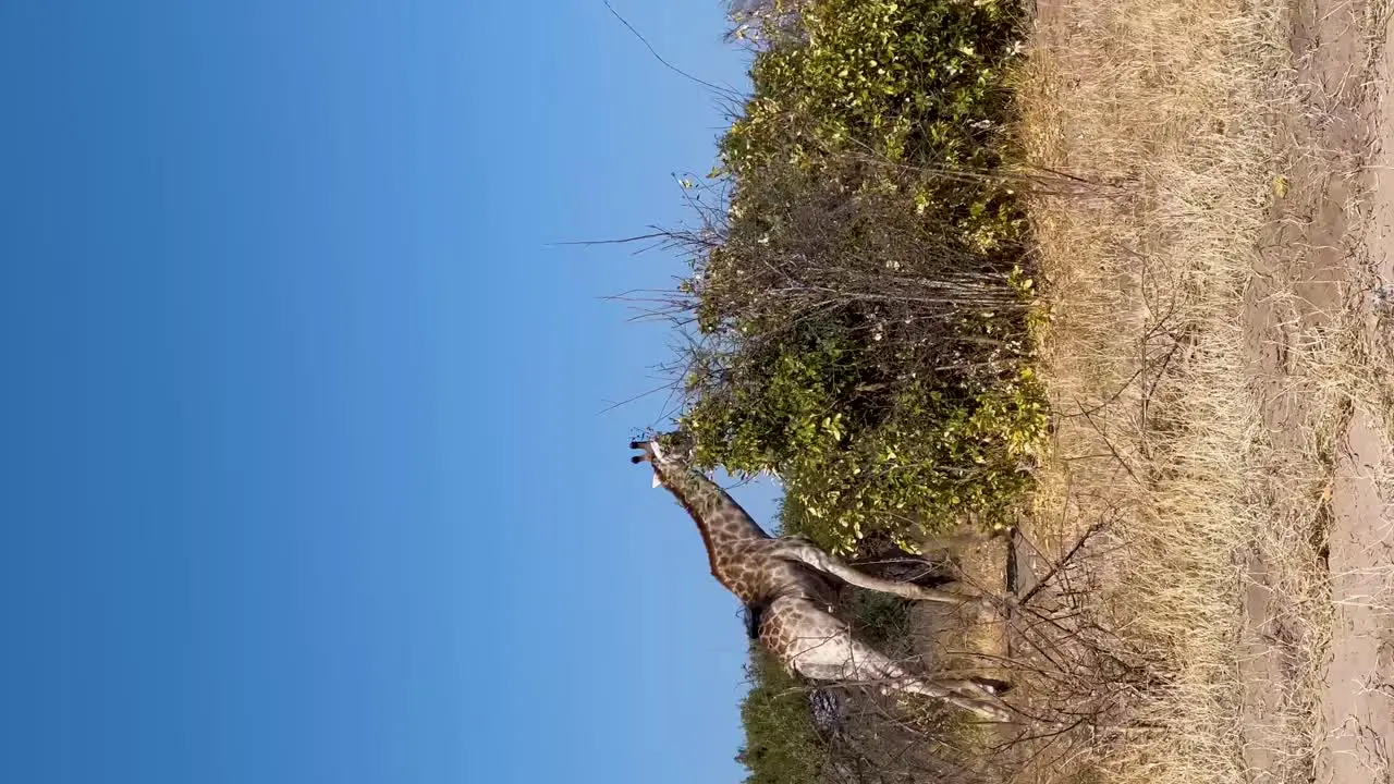 Vertical Giraffes running and walking in bush