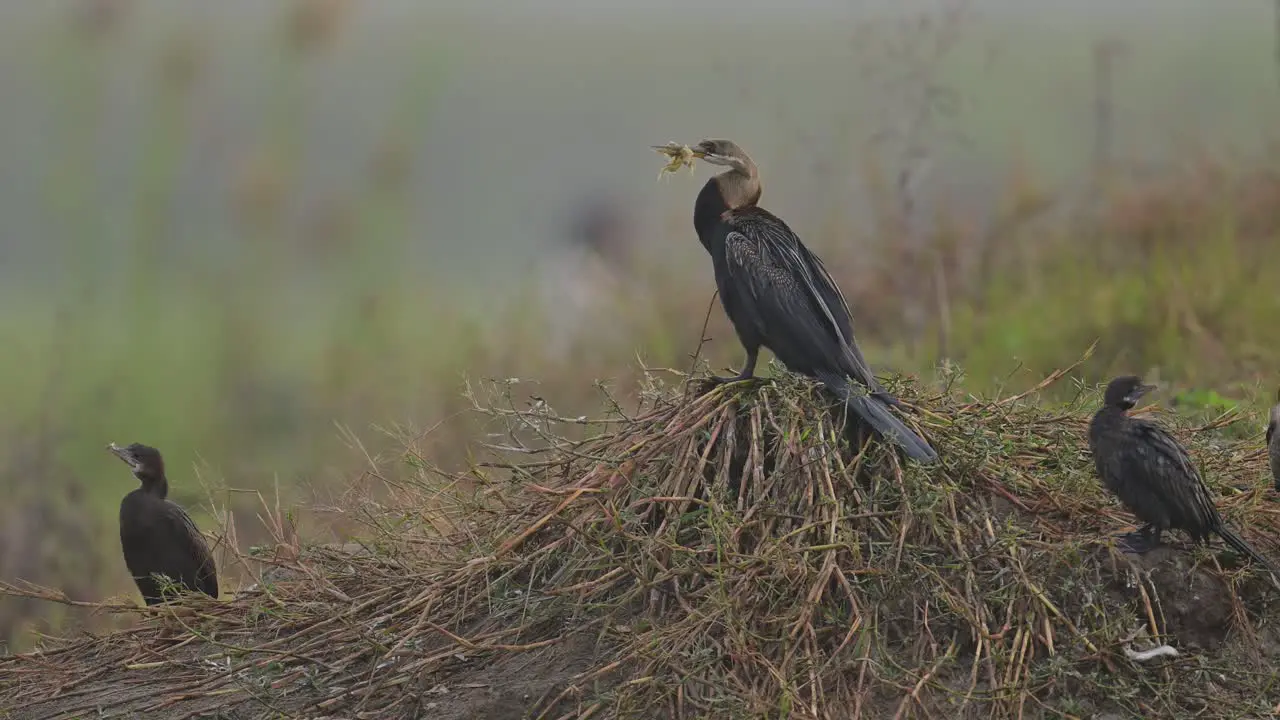 Oriental darter and Little Cormorants in morning