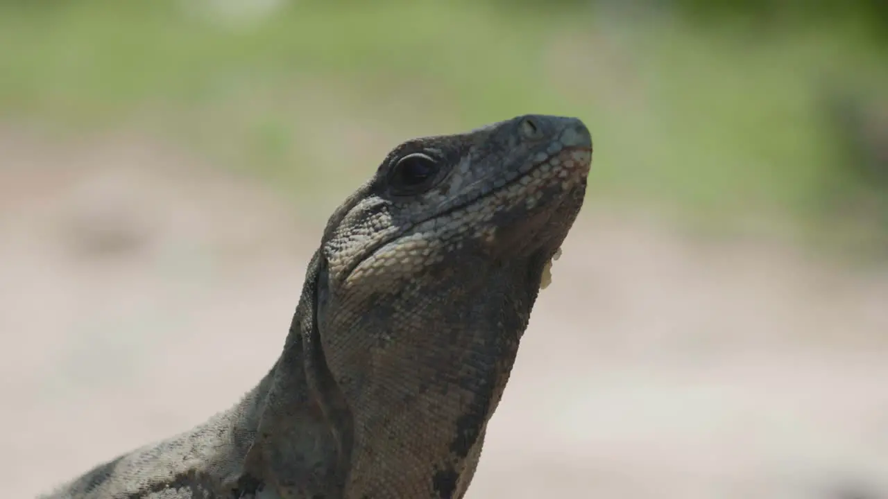 4K Cinematic wildlife footage of an iguana in slow motion in the middle of the jungle in Mexico on a sunny day