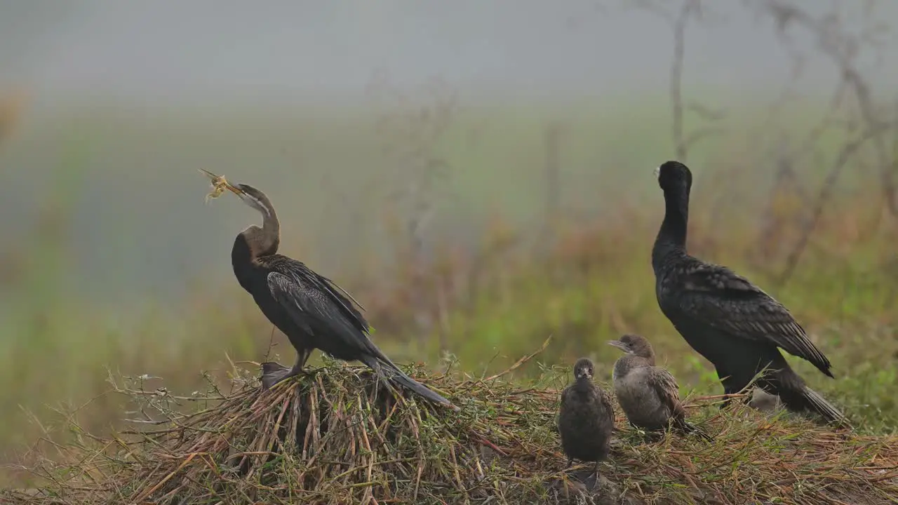  Oriental darter with great Cormorant and Little Cormorants Drying Wings in Wetland in Morning