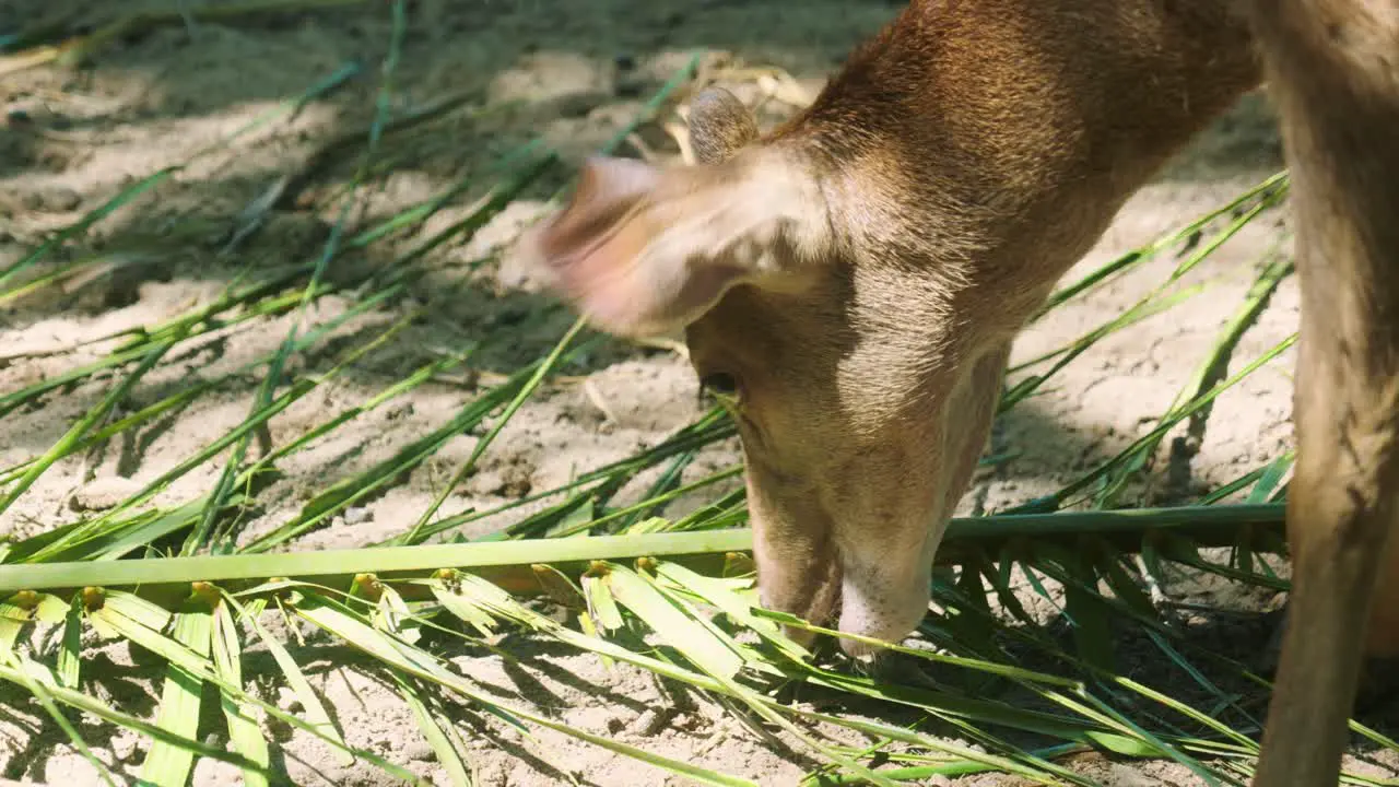 4K Cinematic slow motion wildlife nature footage of a spotted deer from up close eating in the middle of the jungle in the mountains of Phuket Thailand on a sunny day