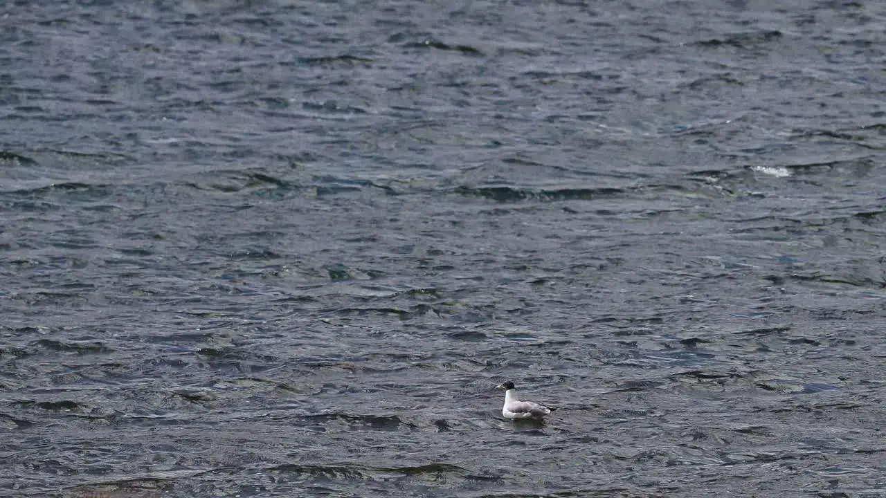 Pallas's gull in River at 4100 meter Elevation