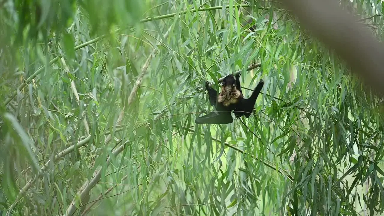 Megachiroptera the Fruit bat going to Fly from Tree