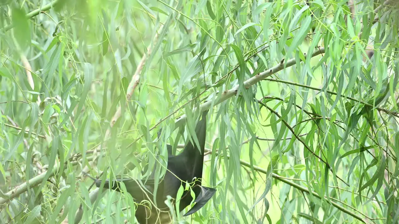 flying fox hanging on tree in forest