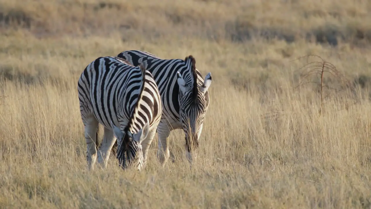 Zebras On The Wildlife Nature Reserve In Southern Africa