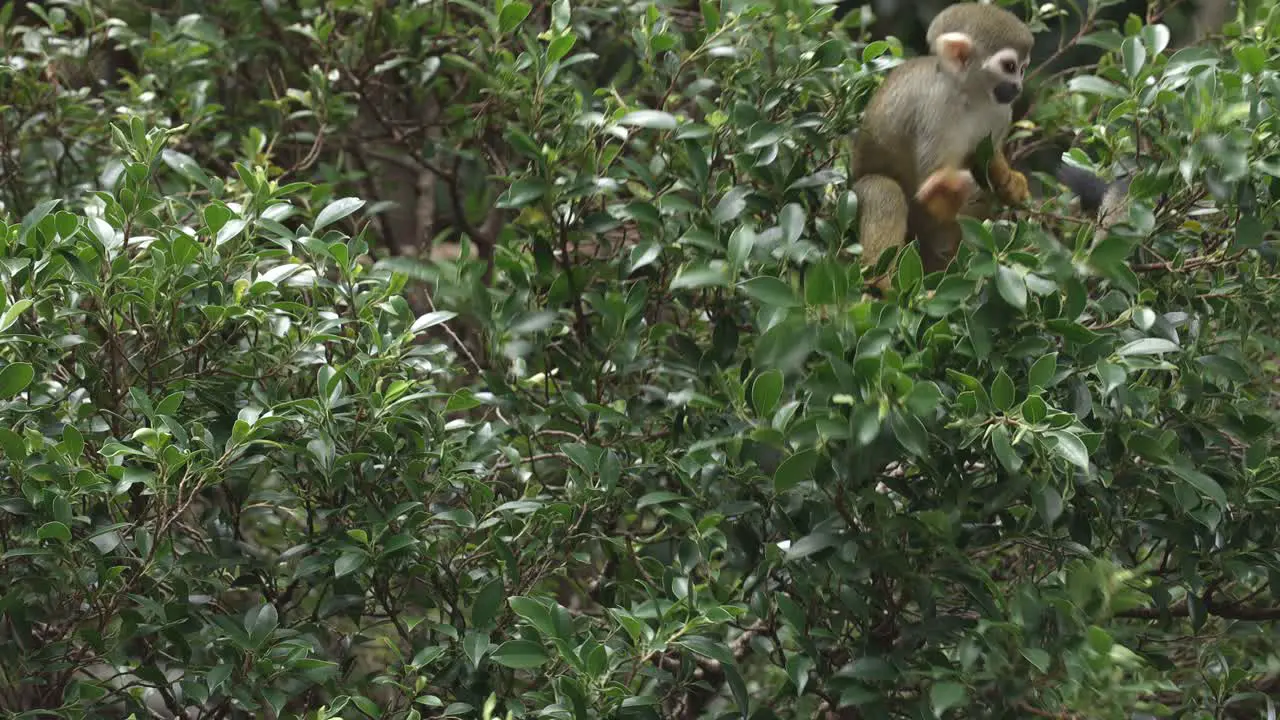 South American Squirrel Monkey is climbing and eating on a tree at a zoo