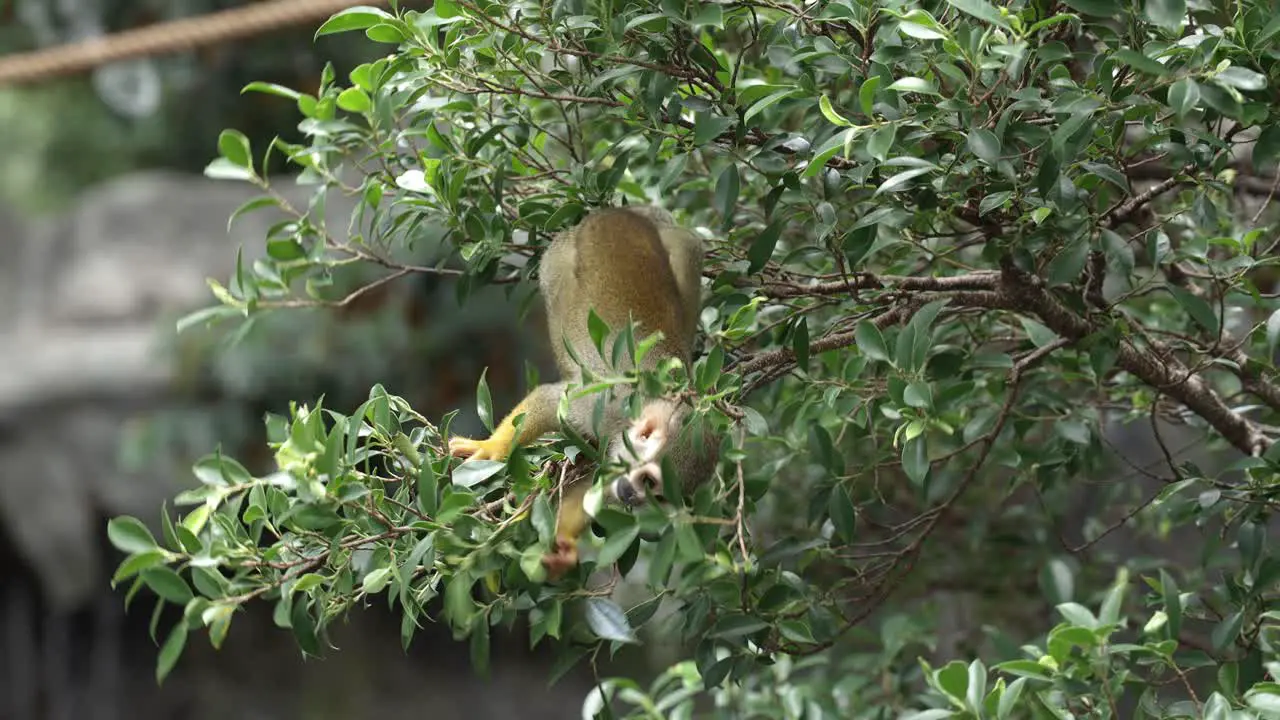 South American Squirrel Monkey climbing on a tree at a zoo