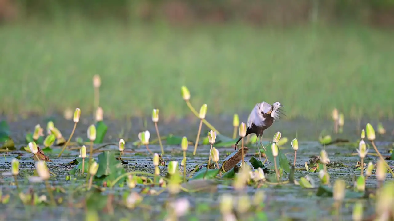 Pheasant tailed jacana or Hydrophasianus chirurgus in natural green background duuring monsoon season at wetland