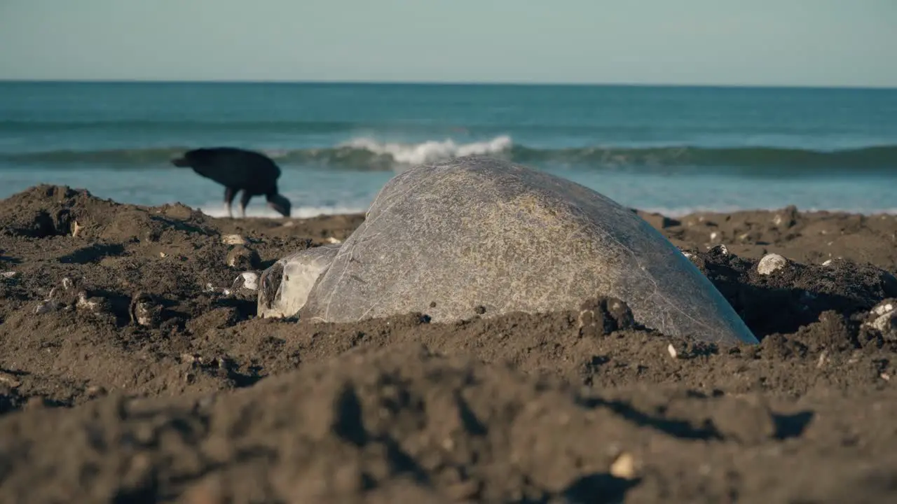 turtle laying eggs on beach in Costa Rica with bird of prey in background