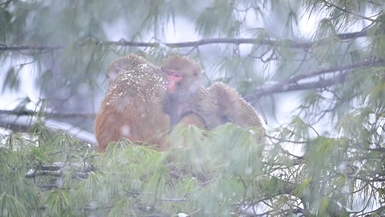  family of Rhesus Macaque sitting on tree in Snowfall