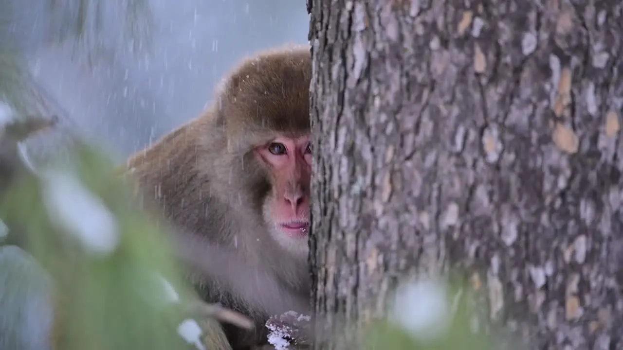 Closeup of Rhesus Macaque sitting on tree