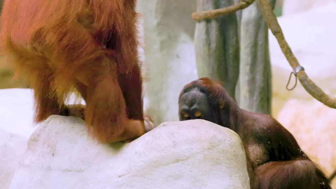 two large orangutan are siting on stone rocks and enjoying a tics from a tree branch at a local built zoo habitat in the city