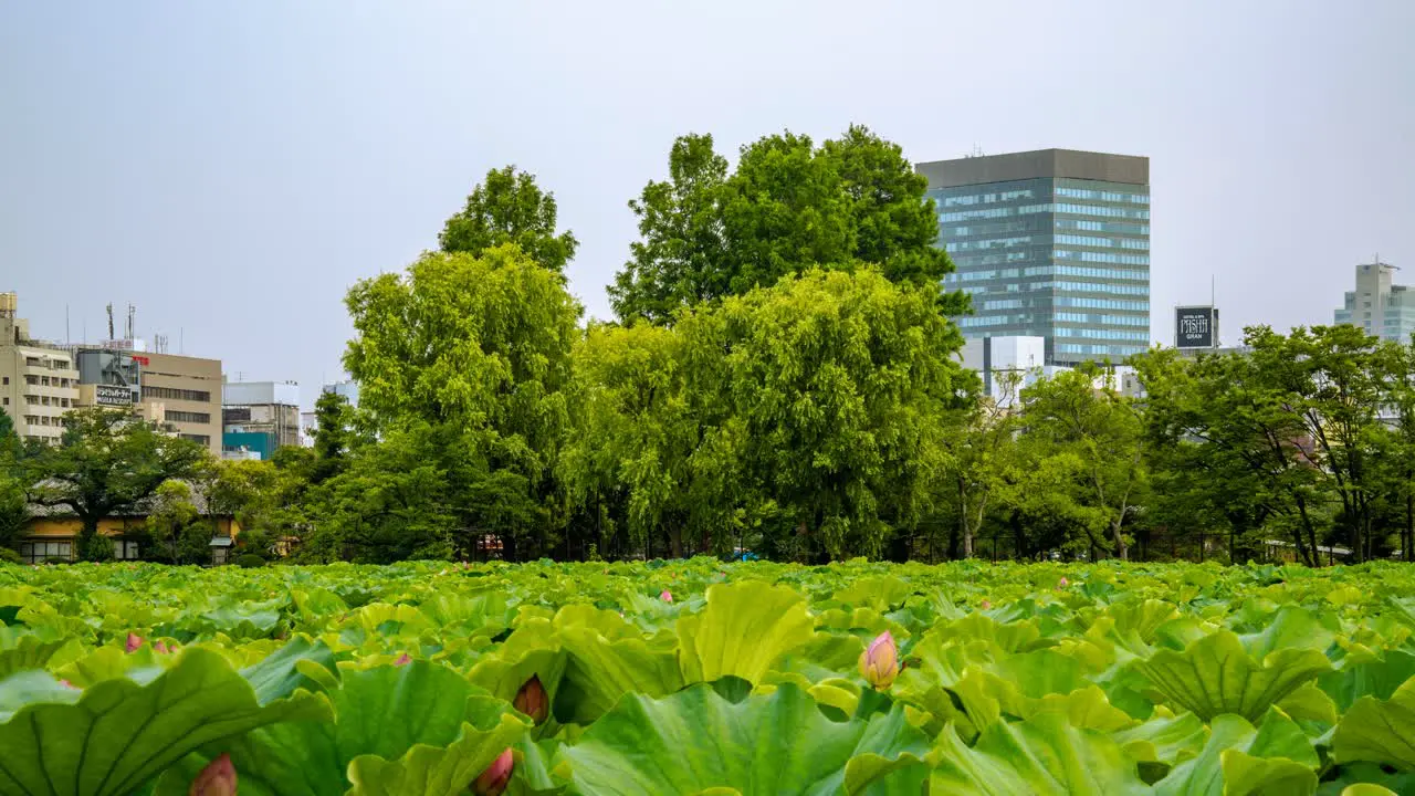 Ueno zoo pond moving rotating timelapse lotus flowers Tokyo Japan Time lapse