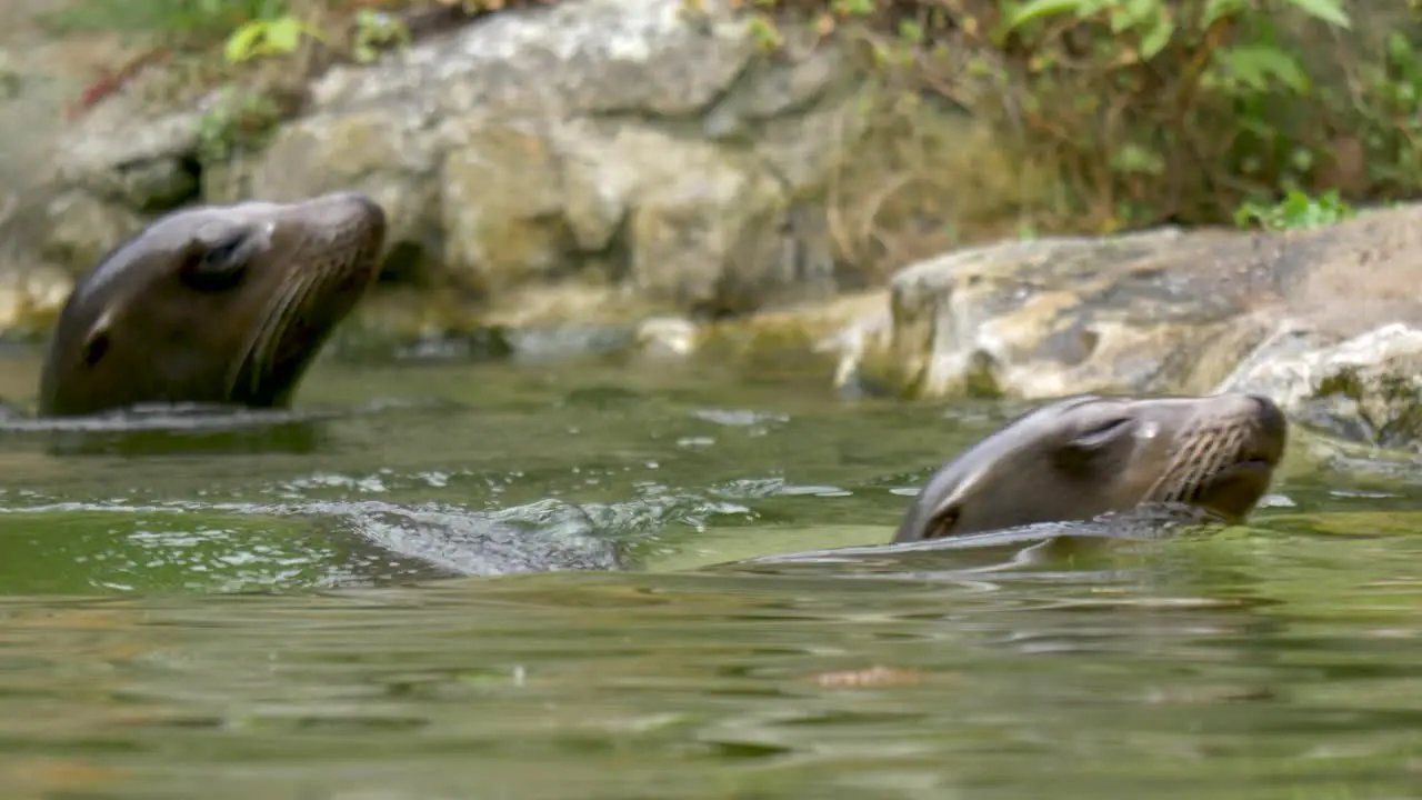 Two swimming California sea lions swimming towards the camera