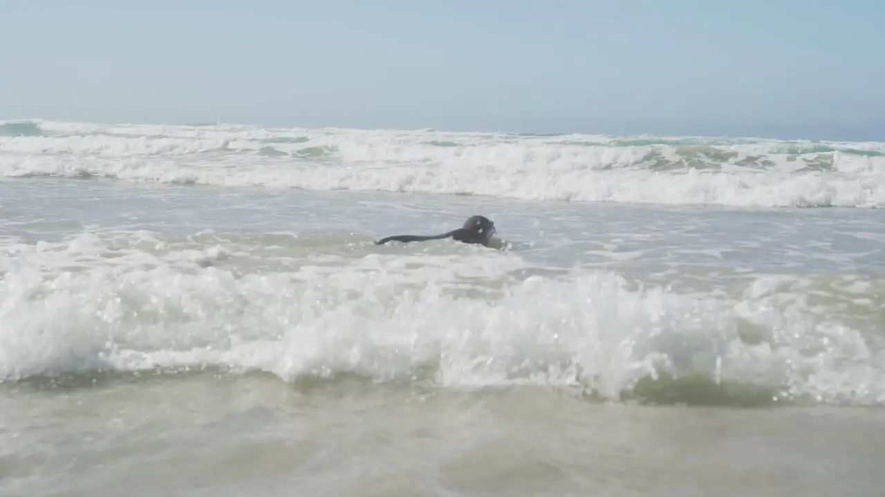 Seal on the beach on sunny day