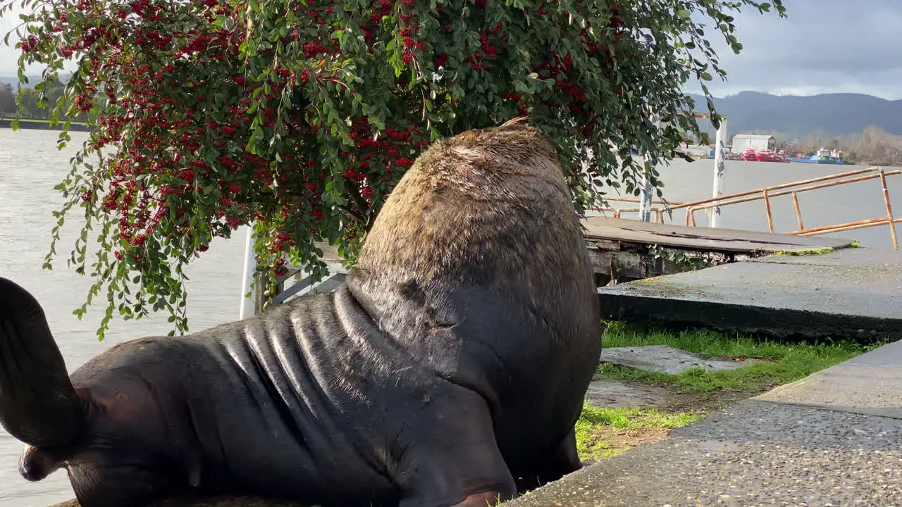 handheld shot large male sea lion basking in the sun and scratching himself on the sidewalk