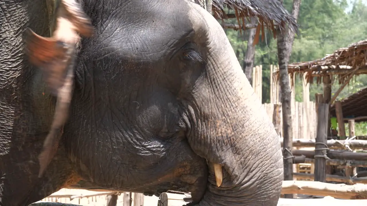 Close up of Asian elephant’s head side profile with open mouth and flapping ears