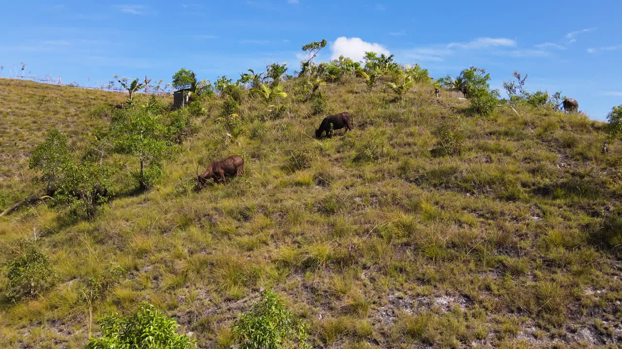 Pasture Mountains With Grazing Buffaloes In Sumba Island East Nusa Tenggara Indonesia