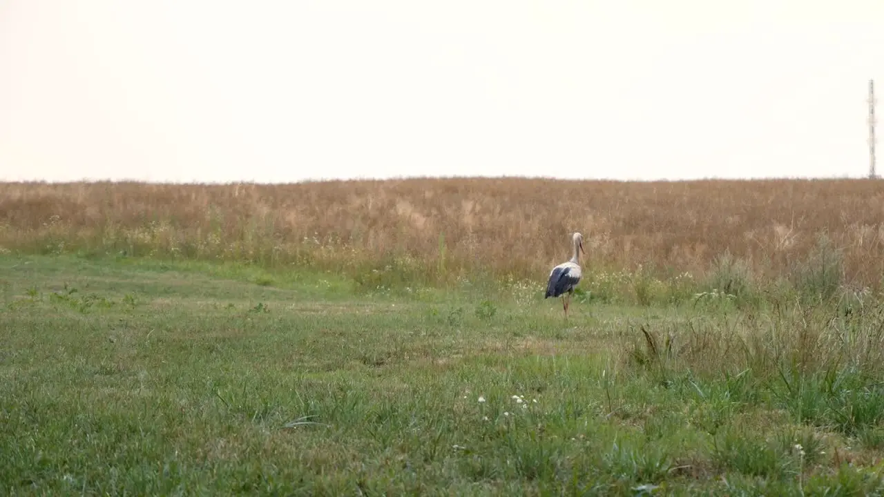 A stork strolling through rural fields near the forest