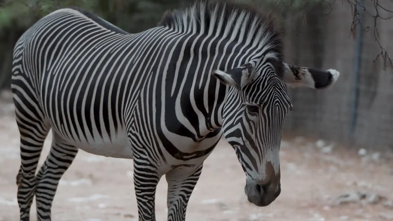 Beautiful black and white striped Zebra close up shot