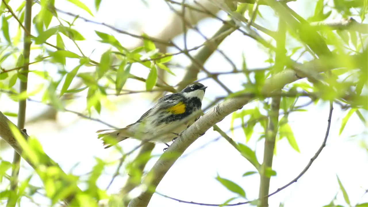 Yellow rumped warbler on a branch in the Canadian woods