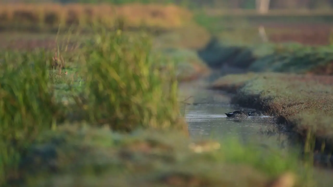 Indian Spot Billed Ducks feeding in Fields in Morning