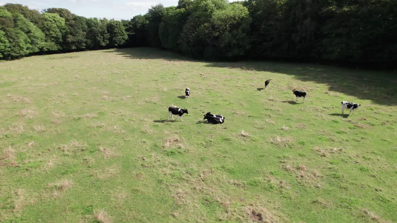 Aerial Drone Shot of Cows Grazing on Pasture in a Landscape in Denmark