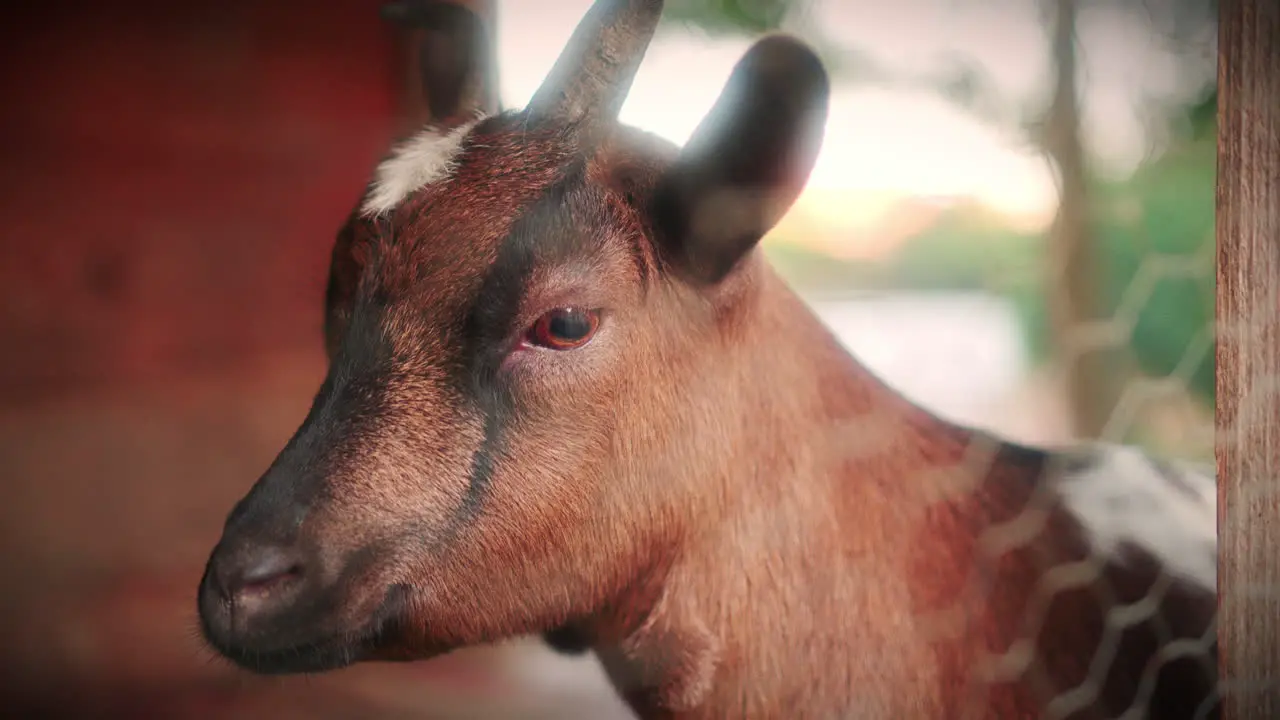 dwarf goat detail close up slow motion gimbal shot