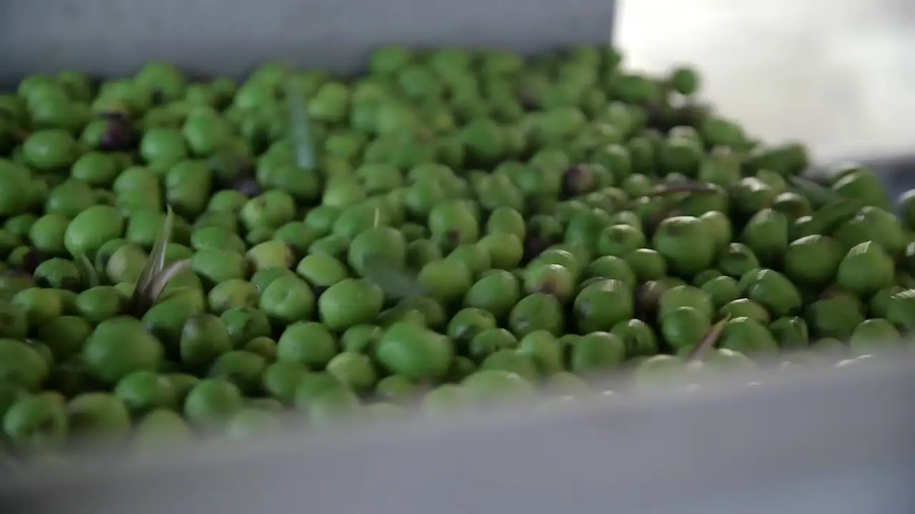 Close up green olives being transported on a conveyer belt