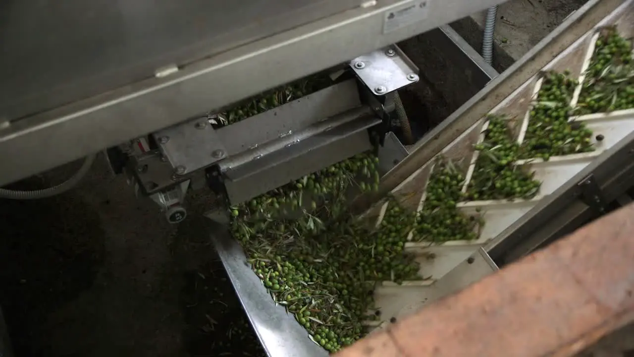 Green Olives being transported on a conveyer belt