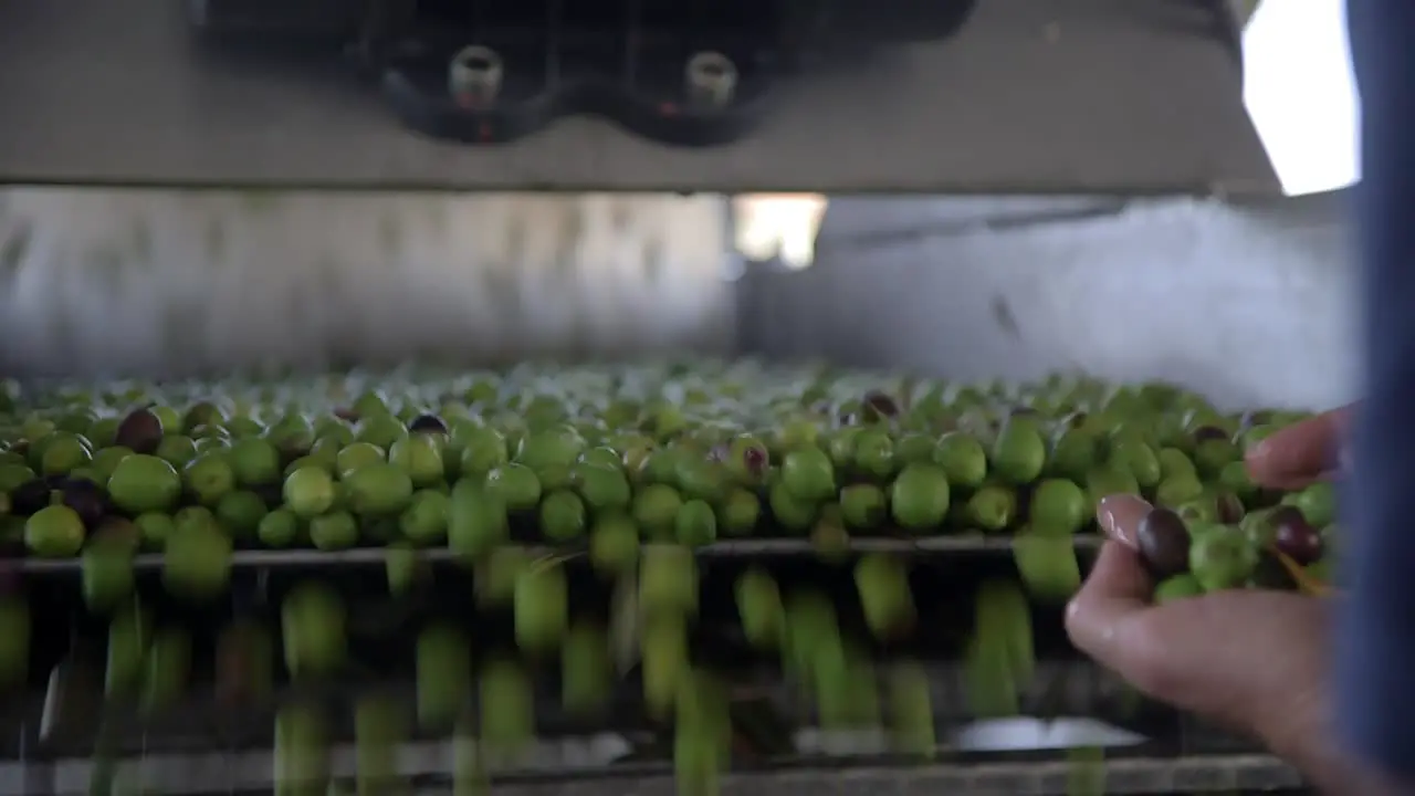 Green Olives on a conveyer belt hand picked