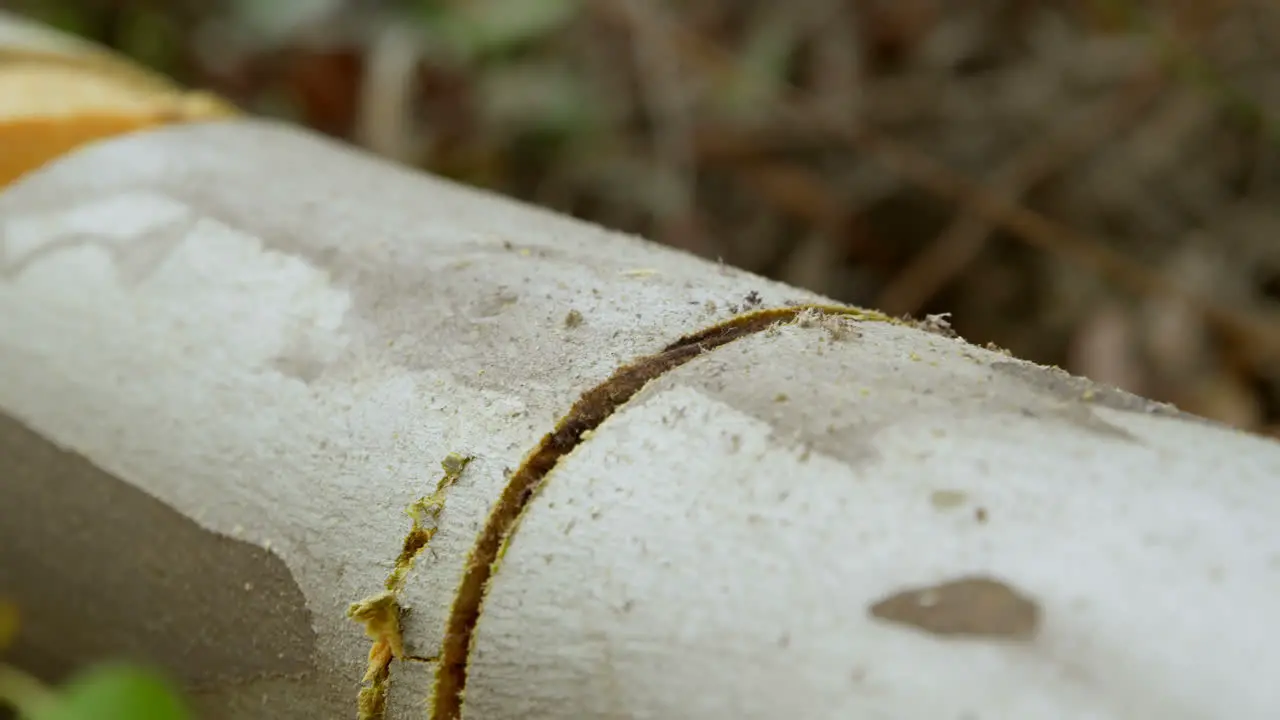 Tree trunk with a cut in between 4k