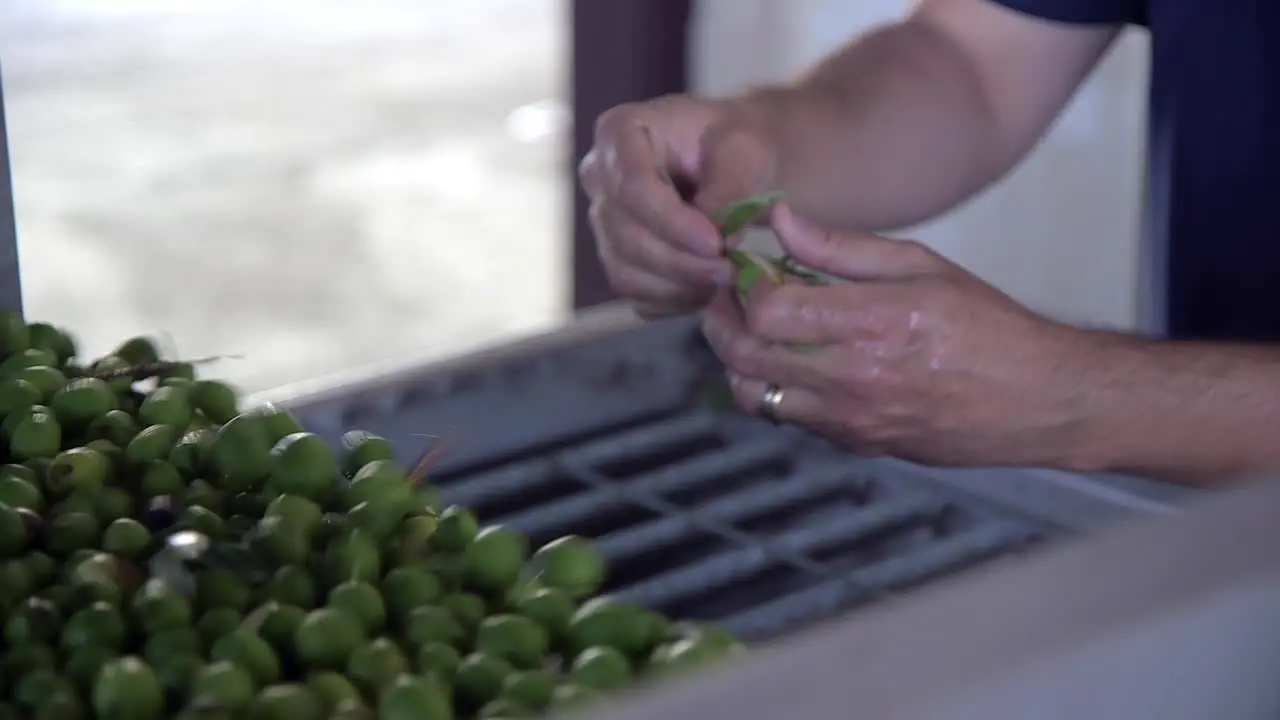 Close Up hand sifting green olives on a conveyer belt