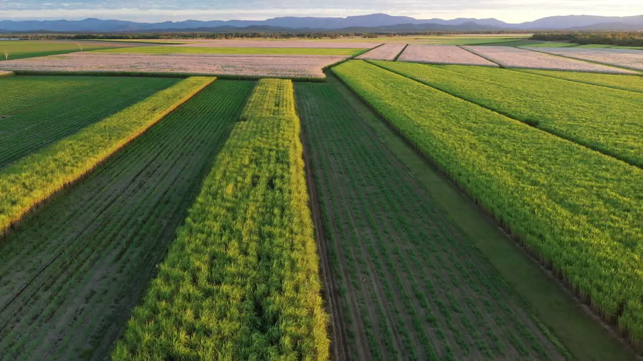 Drone footage of sugarcane gields in North Queeensland at sunset