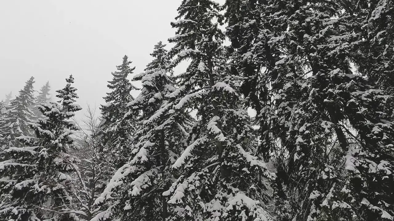 Snow Covered Trees On Mountain From Ski Chair Lift 1