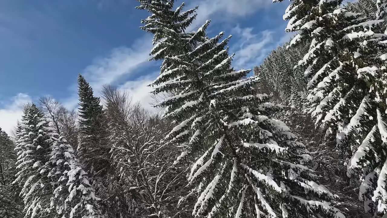 Snow Covered Trees On Mountain From Ski Chair Lift 2