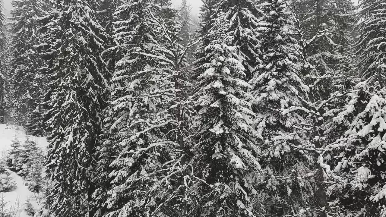 Snow Covered Trees On Mountain From Ski Chair Lift