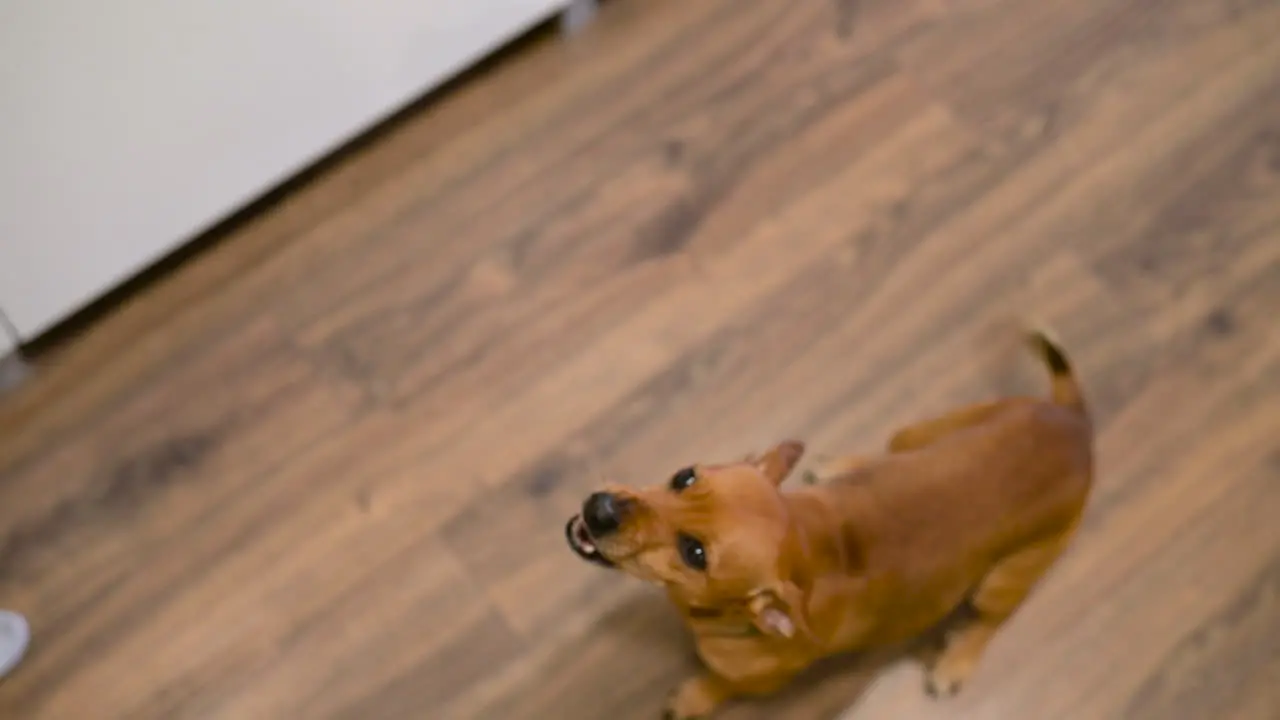 Top View Of A Brown Dog Barking And Begging For His Treat While Sitting On The Floor