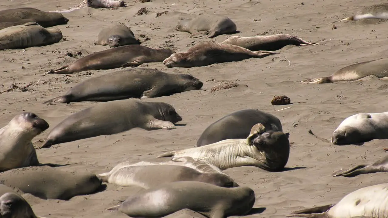 Seals being playful on local beach