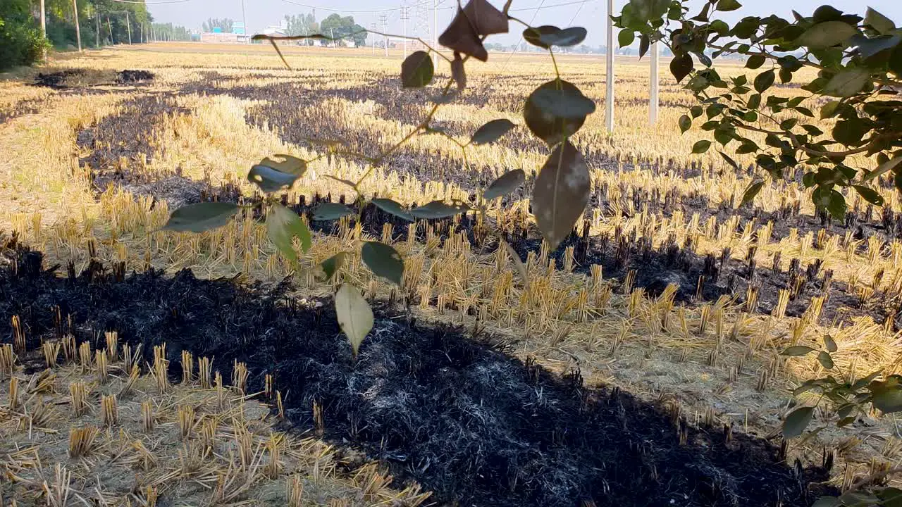 Ash residue of burned crops after stubble burning