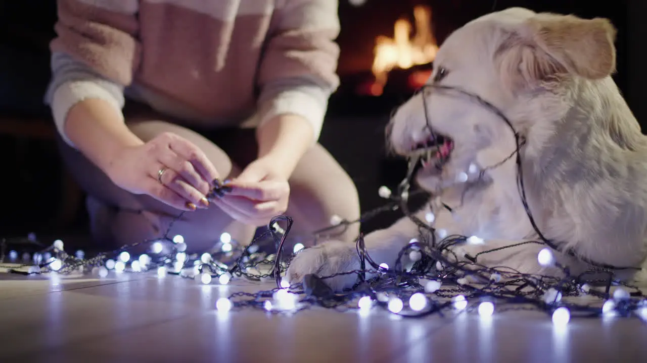 Female hands unravel a New Year's garland a cute golden retriever helps the owner Christmas Eve