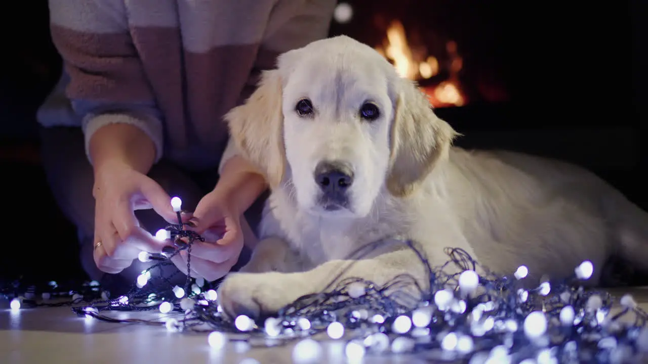 The dog and its owner are preparing for the New Year and Christmas Preparations for the holidays