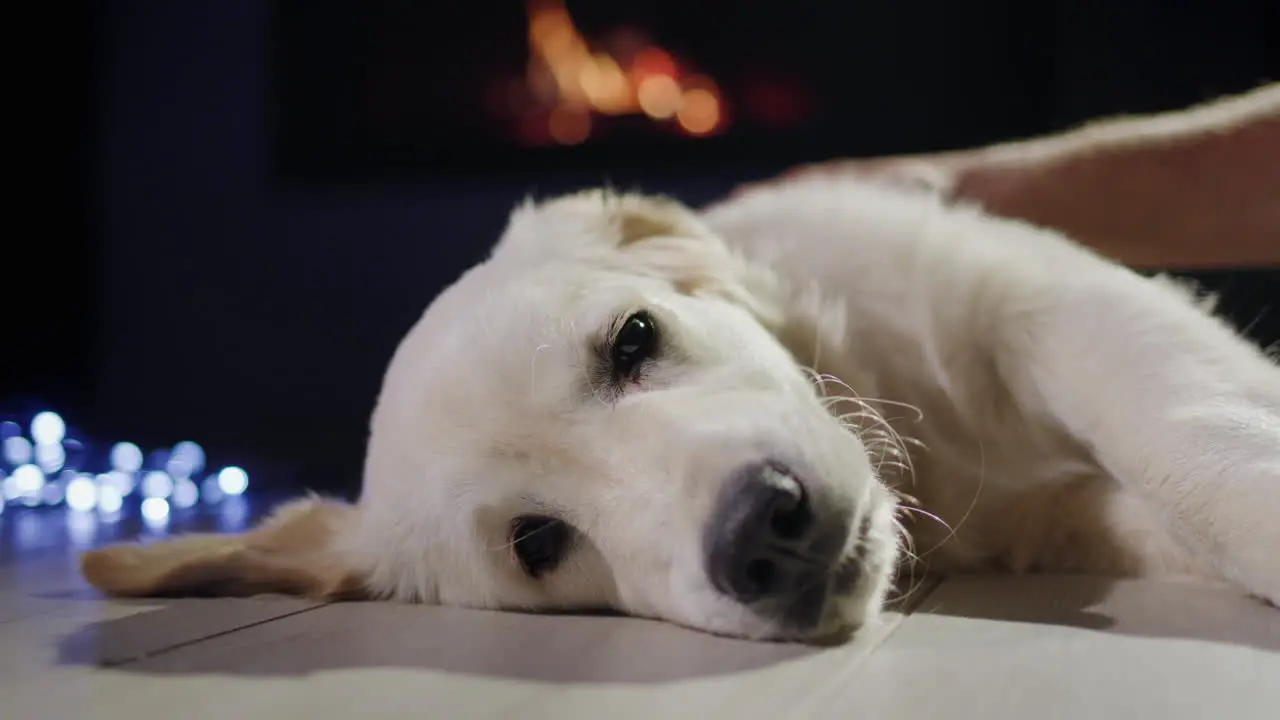 Man strokes the dog which lies near the New Year's garland against the backdrop of a burning fireplace Christmas Eve