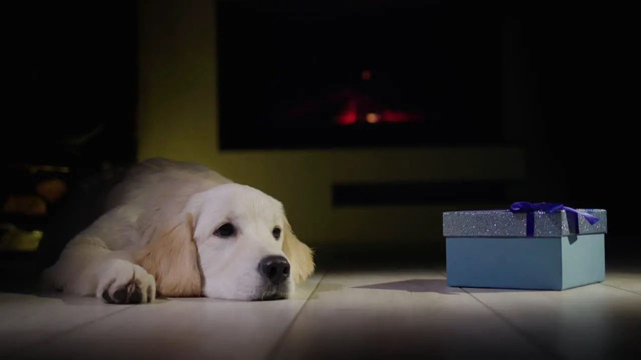 A golden retriever puppy lies near a Christmas present in front of a burning fireplace